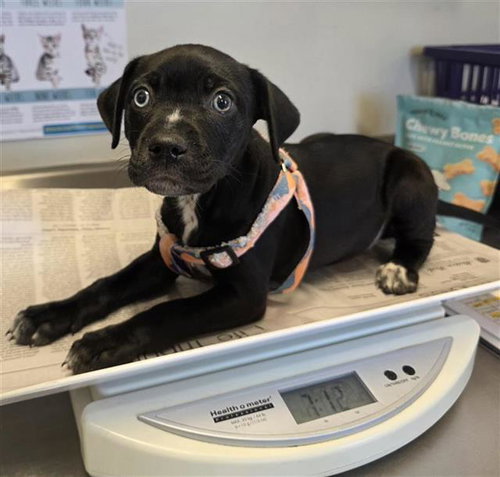 NOVA, an adoptable Rottweiler in San Antonio, TX