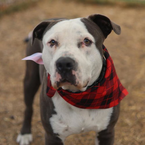 picture of the dog needing adoption