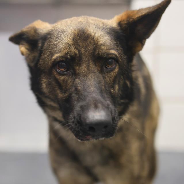 SASHA Image