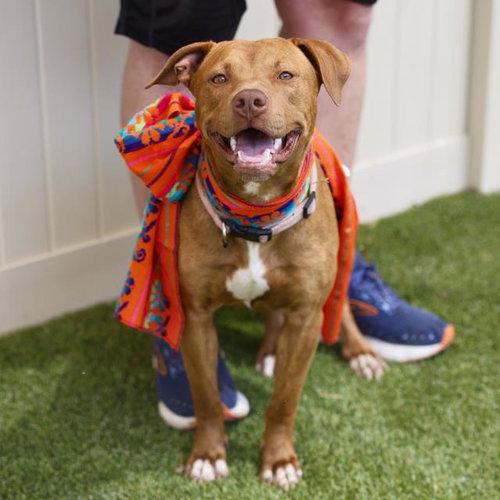 MIRACULOUS MACIE, an adoptable Labrador Retriever in San Antonio, TX