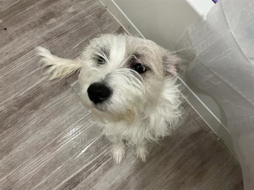 SUGAR, an adoptable Pointer in San Antonio, TX