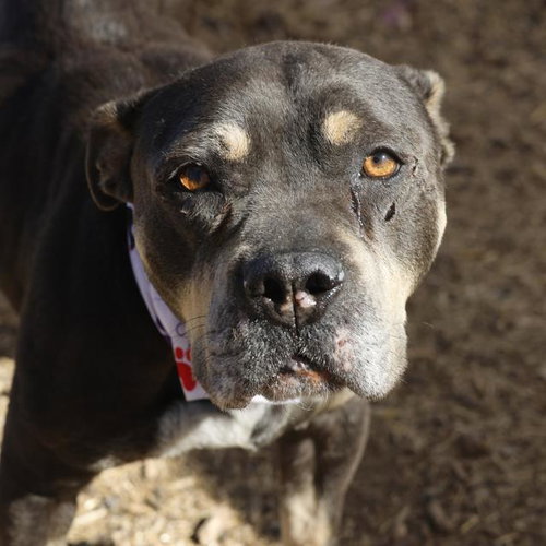 MOXIE, an adoptable American Staffordshire Terrier in San Antonio, TX