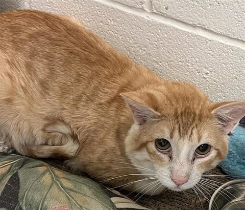 CLOVE, an adoptable Domestic Short Hair in San Antonio, TX