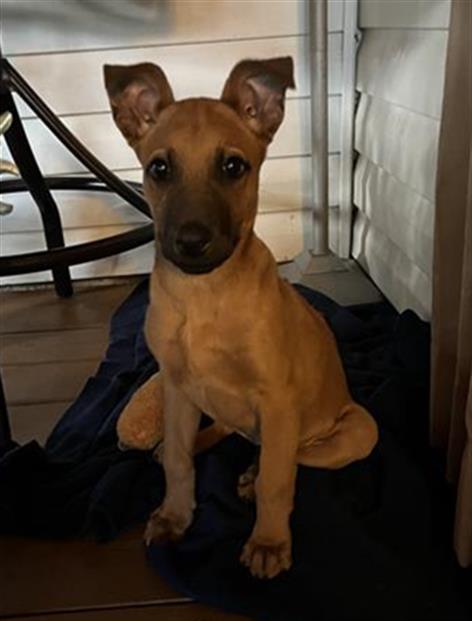 PENNY, an adoptable Rhodesian Ridgeback in San Antonio, TX