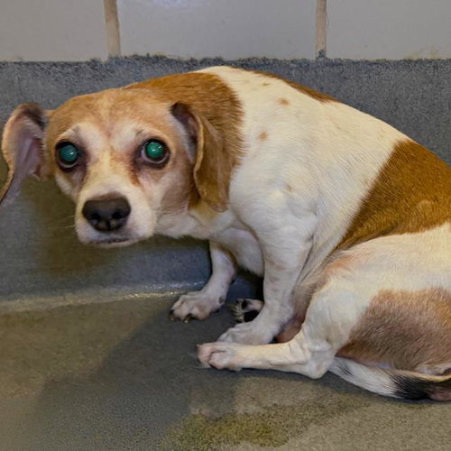 POPCORN, an adoptable Chihuahua in San Antonio, TX