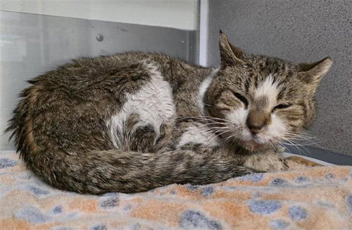 RAZZ, an adoptable Domestic Short Hair in San Antonio, TX