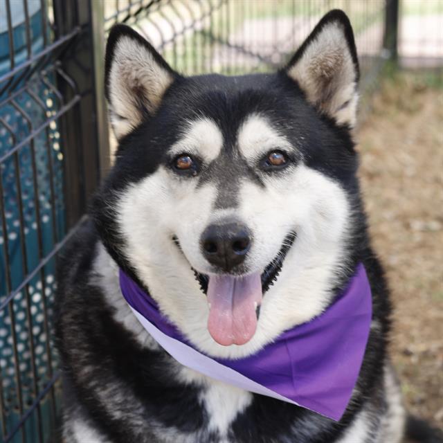 SASHA Image