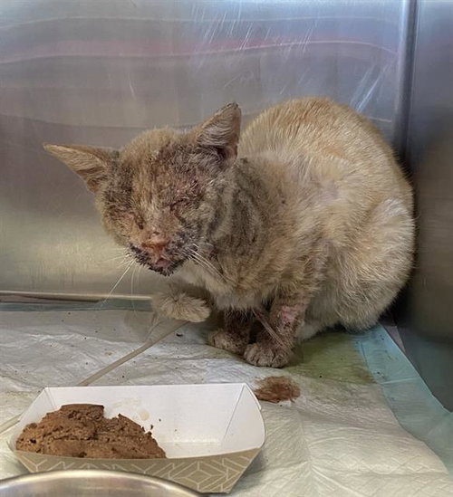 SUTTON - Domestic Short Hair available for adoption