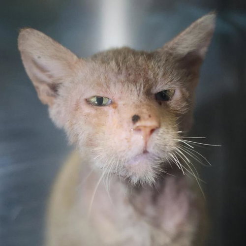 SUTTON - Domestic Short Hair available for adoption