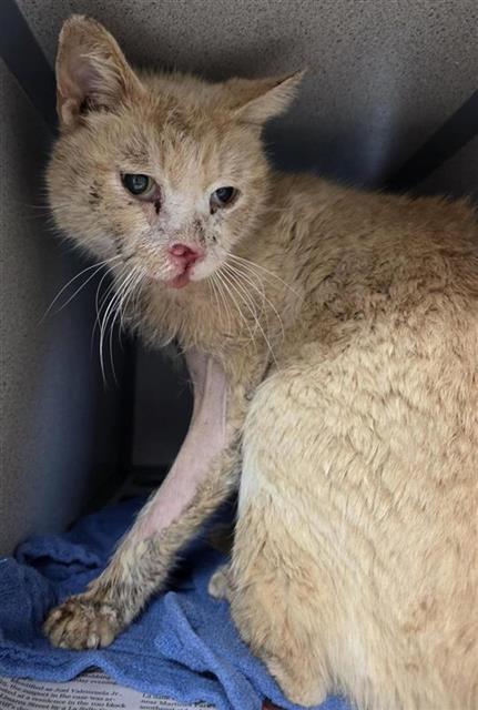 MR.MIYAGI - Domestic Short Hair available for adoption