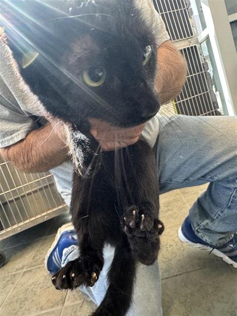 PHOENIX - Domestic Short Hair available for adoption