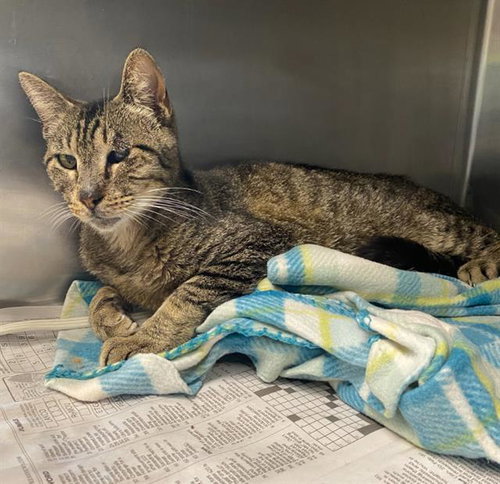 TALLY - Domestic Short Hair available for adoption