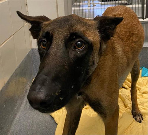 PHOEBE - Belgian Shepherd Malinois available for adoption