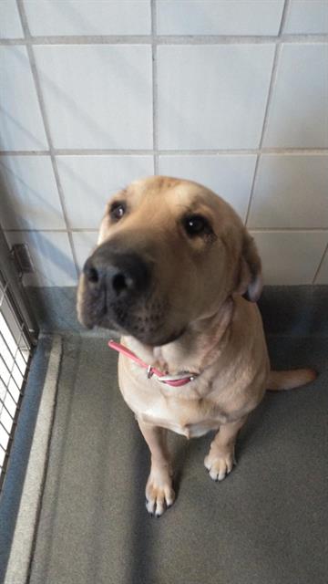 LOLA, an adoptable Mastiff in San Antonio, TX