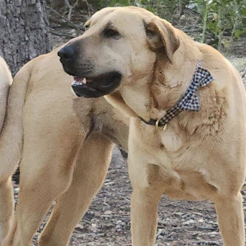LOLA, an adoptable Mastiff in San Antonio, TX