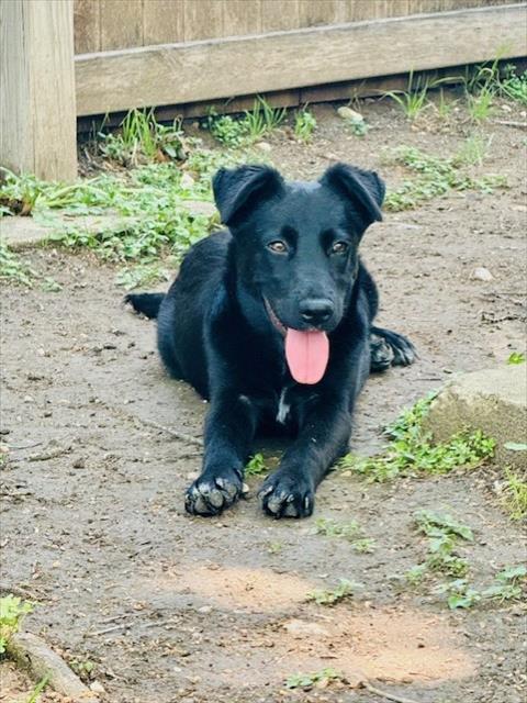 ASTROPHEL - Australian Shepherd / Belgian Shepherd Malinois available for adoption