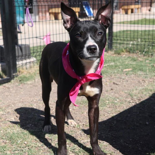 KIARA, an adoptable Terrier in San Antonio, TX