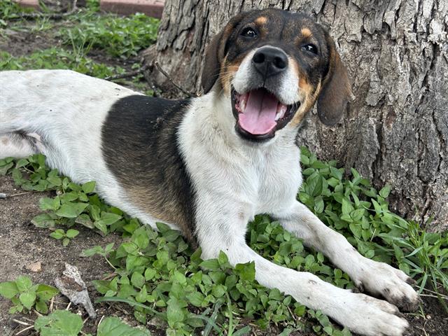 DOTTIE Image