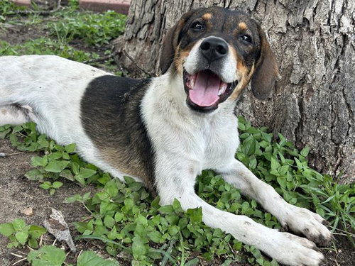 DOTTIE - Terrier available for adoption