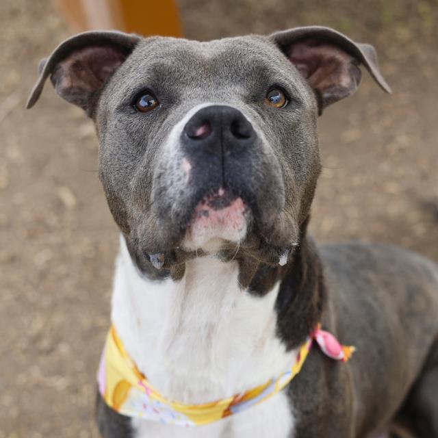 ROSIE Image