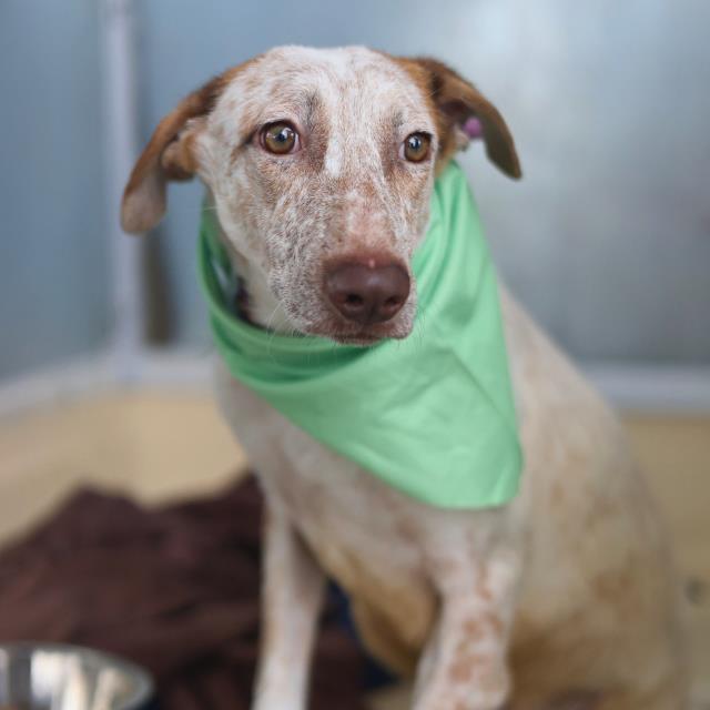 ROYCE Image