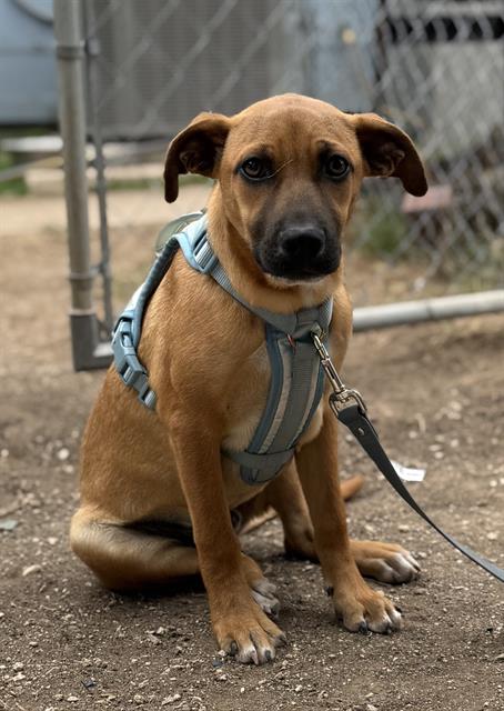 OSCAR - Terrier available for adoption