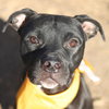 BUBBA - Photo 1