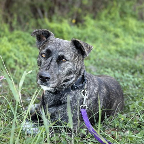 CHRISSY - Terrier available for adoption