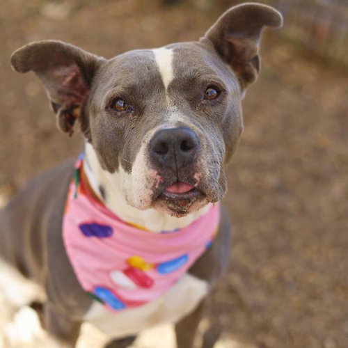 OLIVE - American Staffordshire Terrier available for adoption