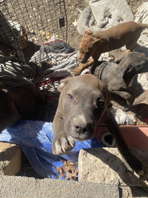 SPOT - American Staffordshire Terrier available for adoption