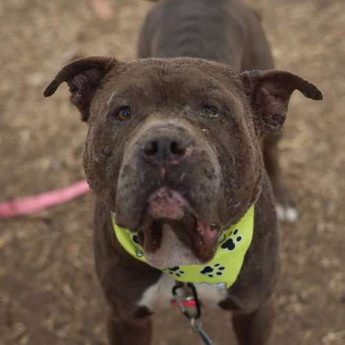 BOUNCER - American Staffordshire Terrier available for adoption