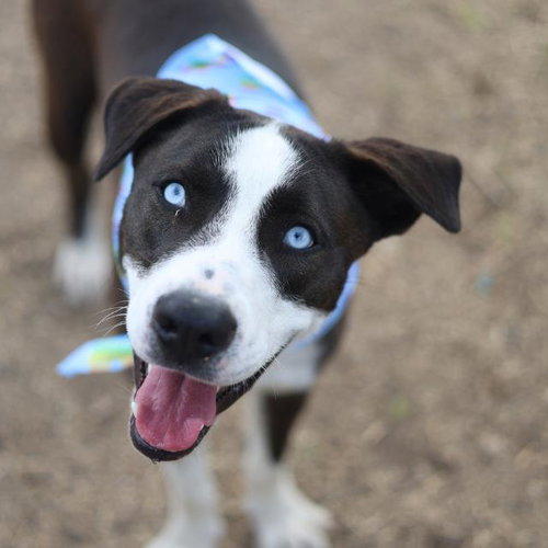 GUS - Labrador Retriever available for adoption