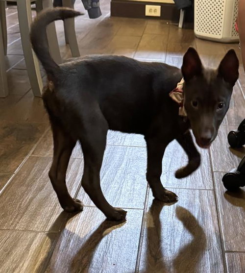 ORACLE - Labrador Retriever available for adoption