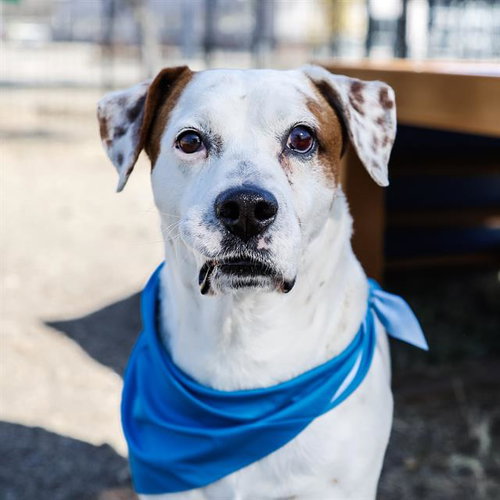 LLOYD - American Staffordshire Terrier available for adoption