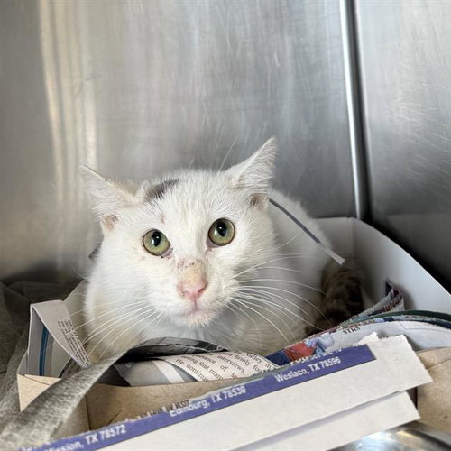 MISTY - Domestic Short Hair available for adoption