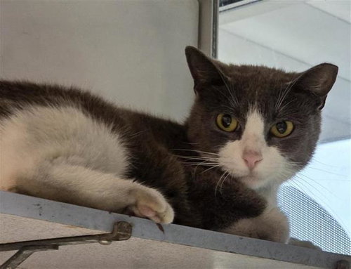 SHAY - Domestic Short Hair available for adoption