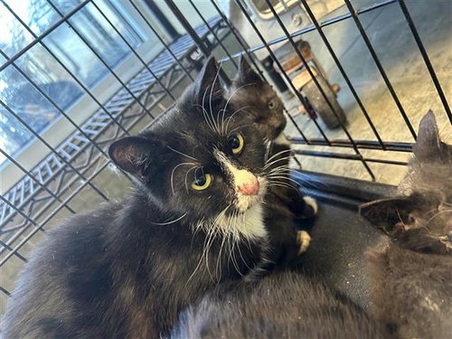A796087 - Domestic Short Hair available for adoption