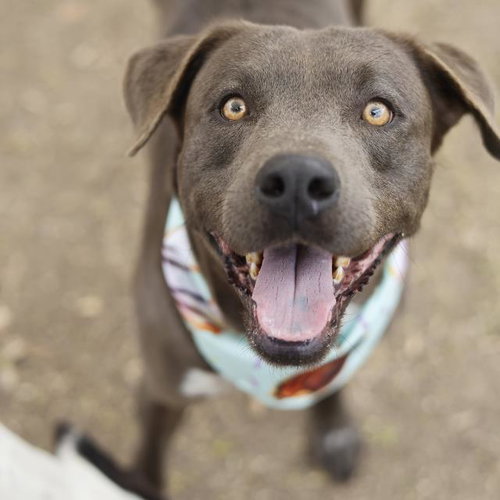 CHOCO - American Staffordshire Terrier available for adoption