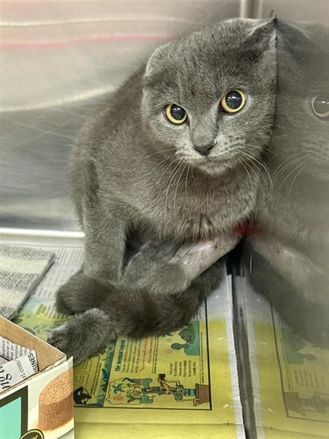 EMMA - Domestic Short Hair available for adoption