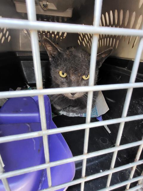 GREGORIA - Domestic Medium Hair available for adoption