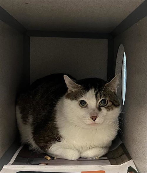 JORDAN - Domestic Short Hair available for adoption