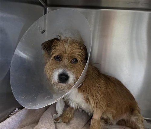 DRIZZY - Terrier available for adoption