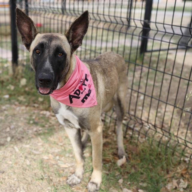 LUCY Image