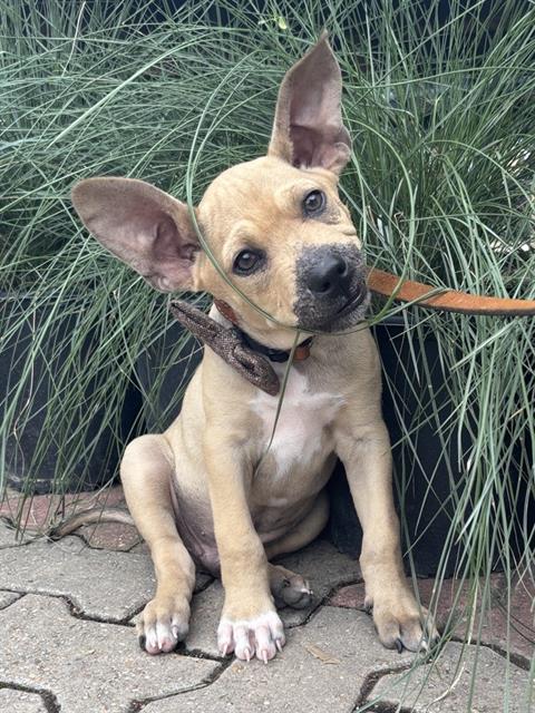SENIOR ARTURO - Hound / Black Mouth Cur available for adoption