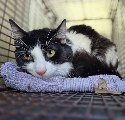 IVY - Domestic Long Hair available for adoption