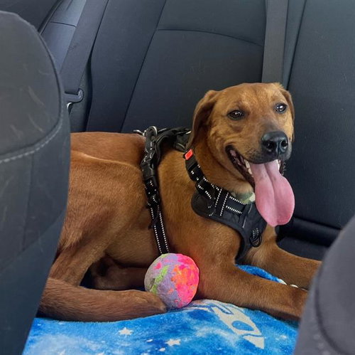 BEXAR - Vizsla available for adoption