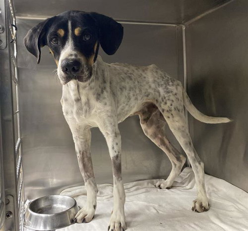REX, an adoptable Catahoula Leopard Dog in San Antonio, TX