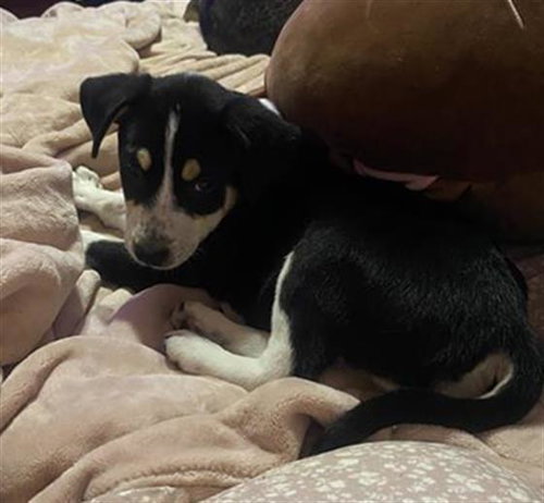 DAISY - Husky available for adoption