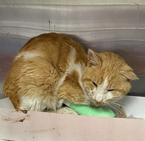 A799544 - Domestic Short Hair available for adoption