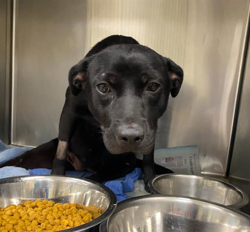 TOOTHLESS - Labrador Retriever available for adoption